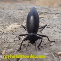 /home//u458753944/public_html/sourcegallery//////////////////////////////////////Insects and small critters/beetles (Coleoptera)/P8200793.JPG